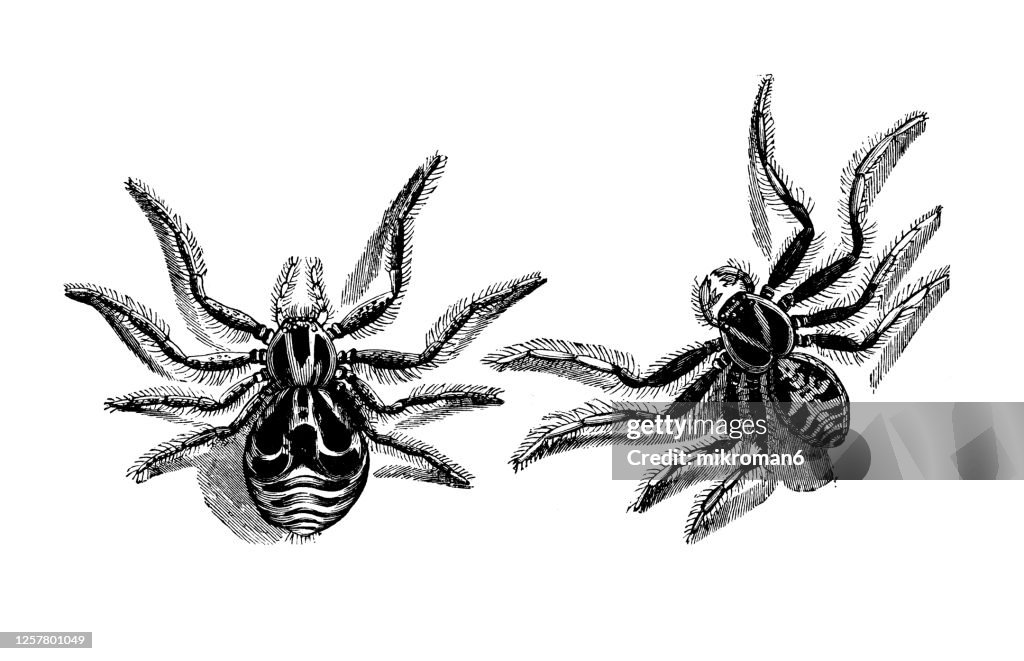Old engraved illustration of Crab Spider (Thomisus Viaticus), Entomology, Arachnida.