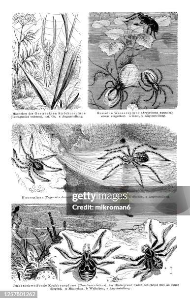 old engraved illustration of entomology, arachnida. - argyroneta aquatica stock pictures, royalty-free photos & images
