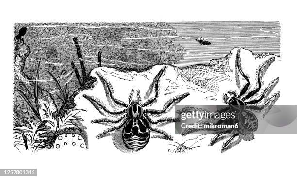 old engraved illustration of crab spider (thomisus viaticus), entomology, arachnida. - argyroneta aquatica stock pictures, royalty-free photos & images