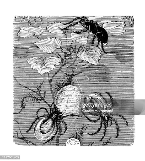 old engraved illustration of the diving bell spider or water spider (argyroneta aquatica), entomology, arachnida. - argyroneta aquatica stock pictures, royalty-free photos & images