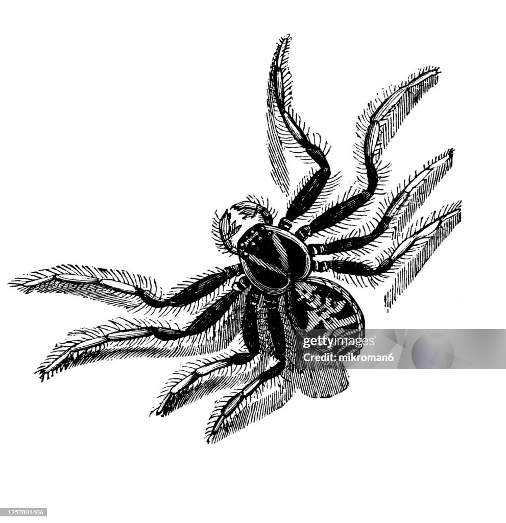 Old engraved illustration of Crab Spider (Thomisus Viaticus), Entomology, Arachnida.