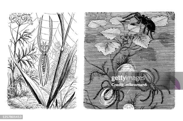 old engraved illustration of common stretch-spider, diving bell spider or water spider, entomology, arachnida. - pseudoscorpion stock pictures, royalty-free photos & images