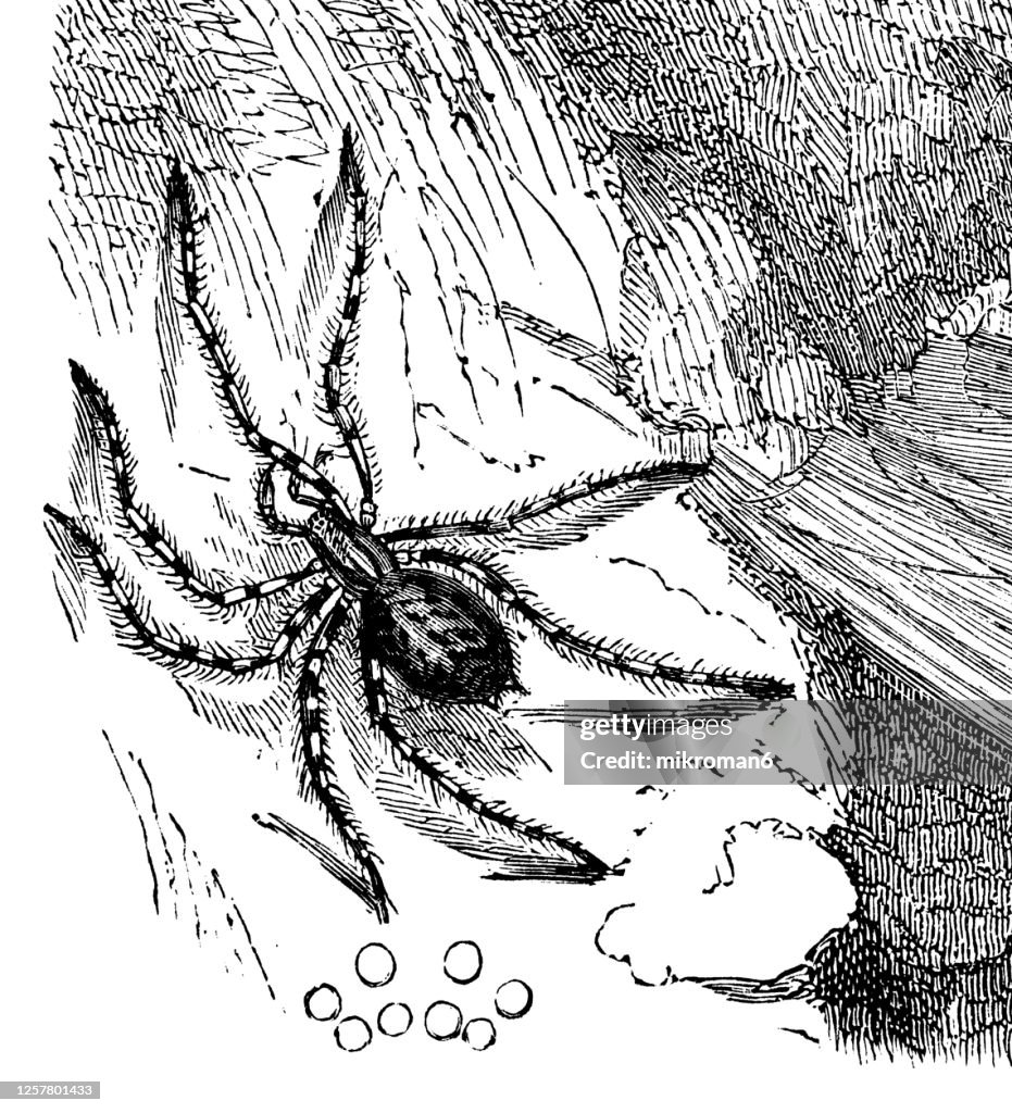 Old engraved illustration of House spider (Tegenaria domestica), Entomology, Arachnida.