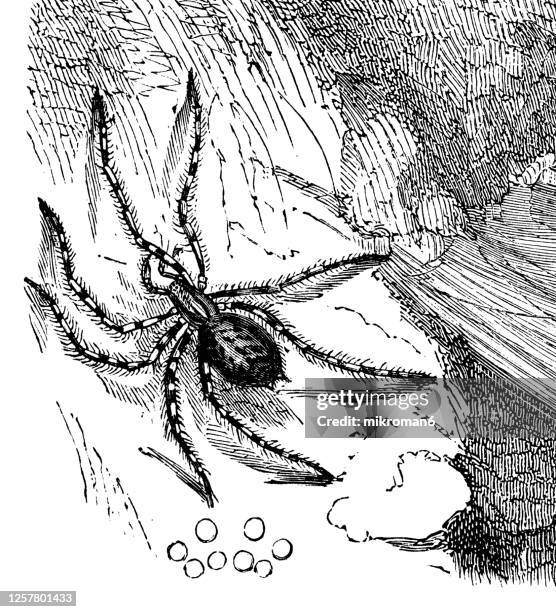 old engraved illustration of house spider (tegenaria domestica), entomology, arachnida. - argyroneta aquatica stock pictures, royalty-free photos & images