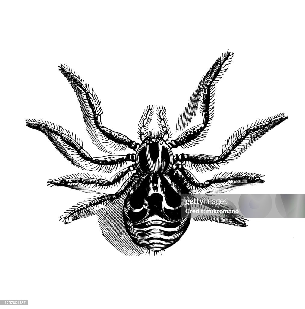 Old engraved illustration of Entomology, Arachnida.