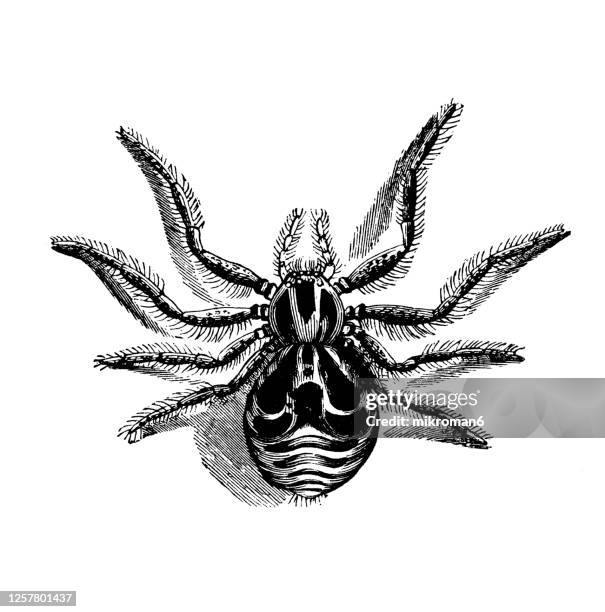 old engraved illustration of entomology, arachnida. - pseudoscorpion stock pictures, royalty-free photos & images
