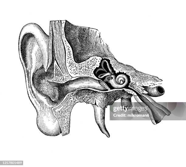 old engraved illustration of human ear - anvil stock pictures, royalty-free photos & images