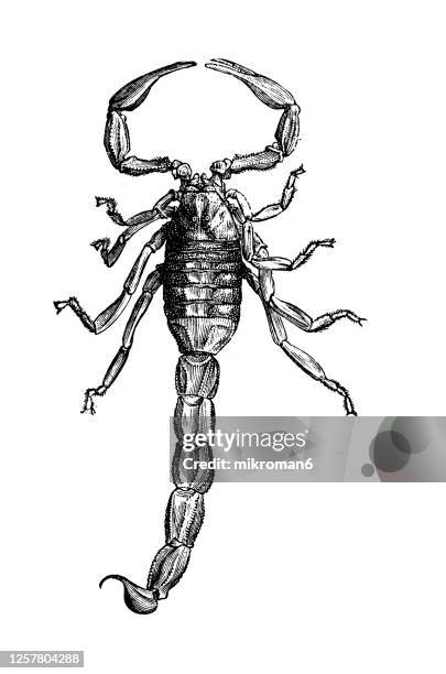 old engraved illustration of buthus occitanus, the common yellow scorpion. entomology, arachnida. - pseudoscorpion stock pictures, royalty-free photos & images