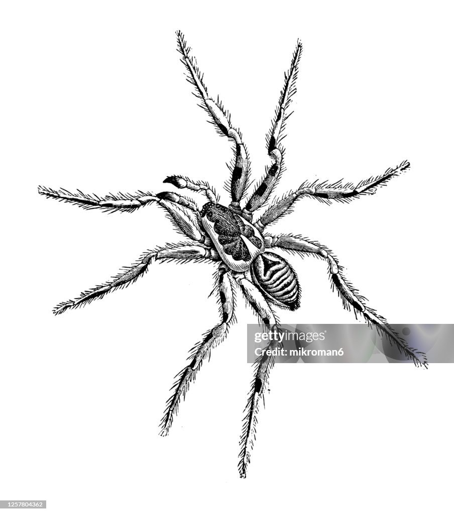Old engraved illustration of Lycosa tarantula, tarantula spider, tarantula wolf spider. Entomology, Arachnida.