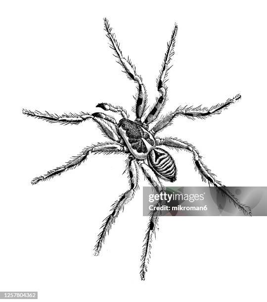old engraved illustration of lycosa tarantula, tarantula spider, tarantula wolf spider. entomology, arachnida. - pseudoscorpion stock pictures, royalty-free photos & images