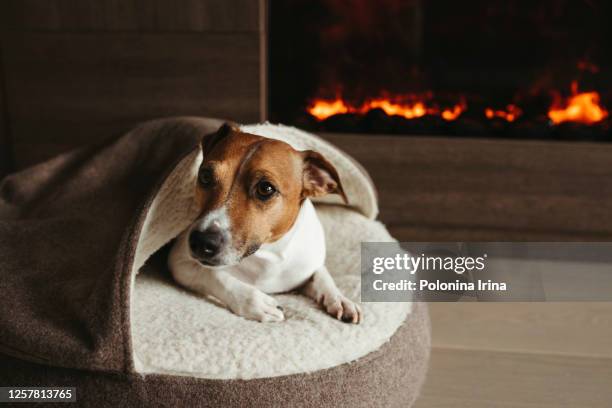 the dog is lying next to the fireplace. - dog cute winter stock pictures, royalty-free photos & images