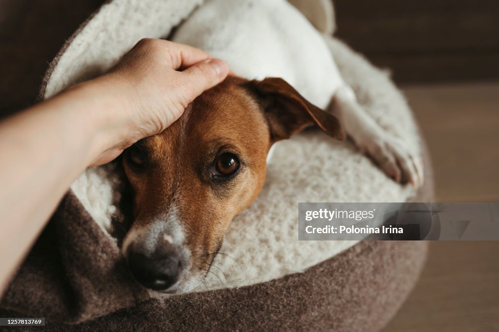 The dog is lying on a cozy dog bed.
