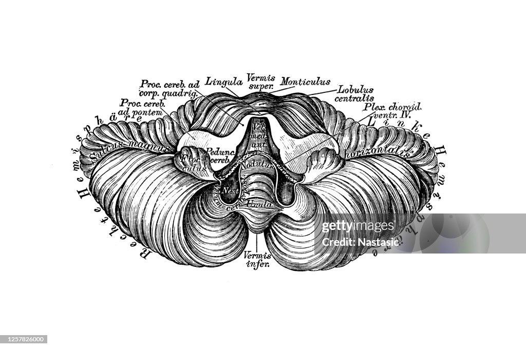 Small Brain Design The Small Brain Seen From The Front High-Res Vector Graphic - Getty Images
