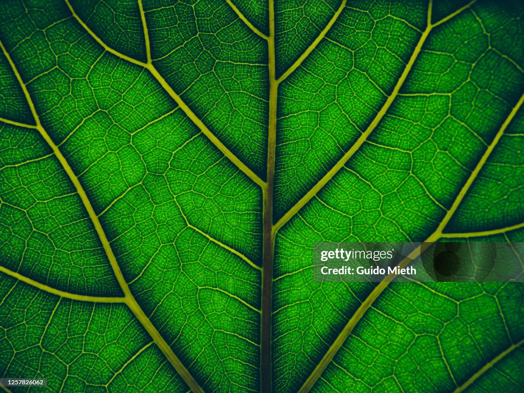 View of a leaf's veins.