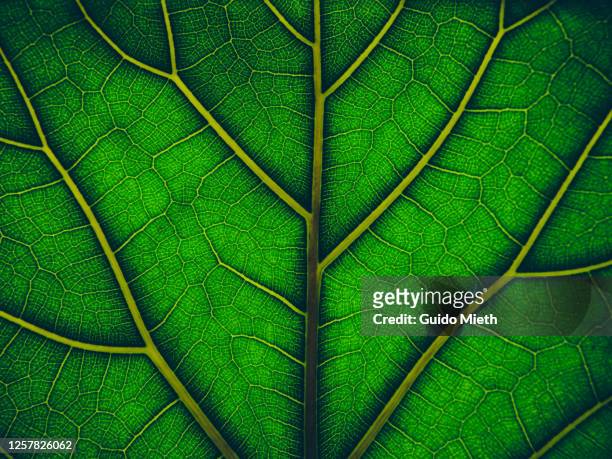 view of a leaf's veins. - nature concept foliage green stockfoto's en -beelden