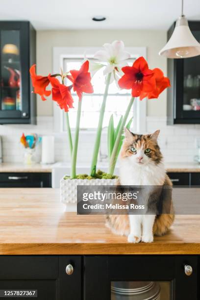 cat posing next to a large amaryllis flower - amaryllis stock pictures, royalty-free photos & images