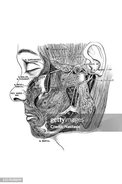 the third branch (ramus inframaxillaris) of the trigeminal nerve - trigeminal nerve stock illustrations