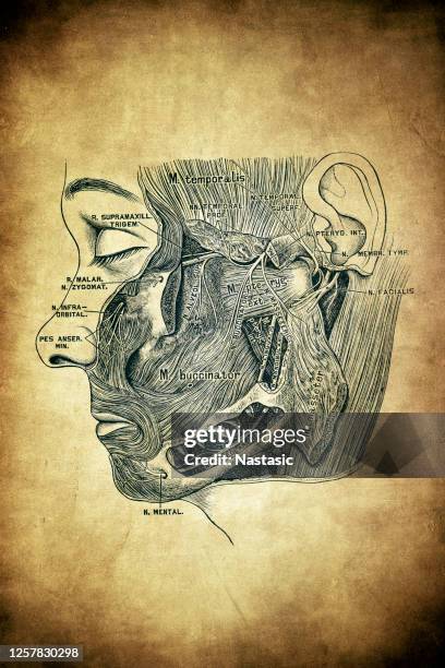 the third branch (ramus inframaxillaris) of the trigeminal nerve - trigeminal nerve stock illustrations