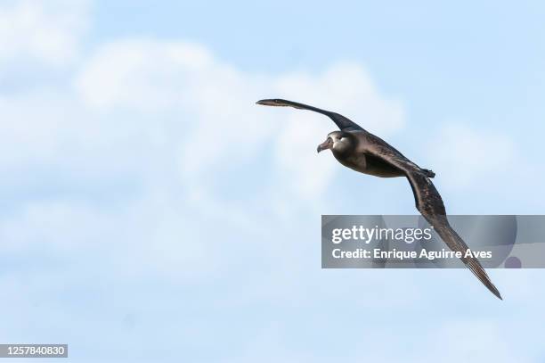 midway atoll, hawaii - albatros - fotografias e filmes do acervo