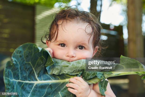 portrait of a baby sitting outside eating a large piece of kale. - baby eating vegetables stock pictures, royalty-free photos & images