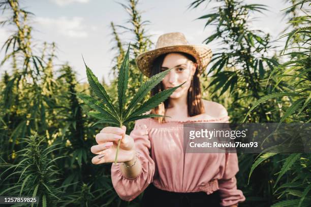 junge wissenschaftlerin kümmert sich um medizinischen marihuana-anbau - hemp agriculture stock-fotos und bilder