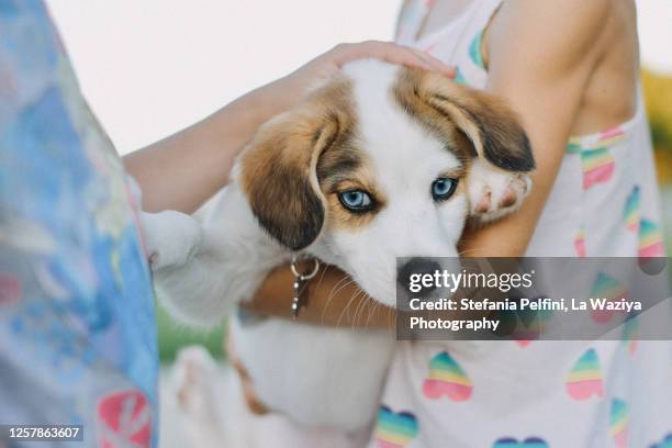 midsection of two little girls holding a puppy husky - baby husky dog photos et images de collection