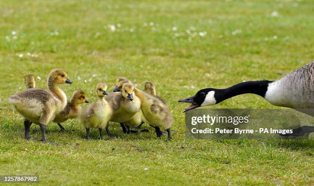 Mother goose and her Canada Goose chicks swim and parade around the lake at Calderstones Park, Liverpool, Merseyside. Picture date: Thursday May 25,...