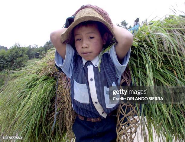 Jose Gonzalez, 10 years old, makes a living bringing grass to the cows of a farmer in Huechetenango, Guatemala, 28 August 2002. José González, un...