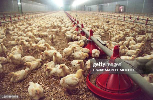 - Photo prise le 13 janvier 1994 dans un poulailler-abattoir industriel breton de jeunes poulets élevés en batterie. Environ un million de poulets...