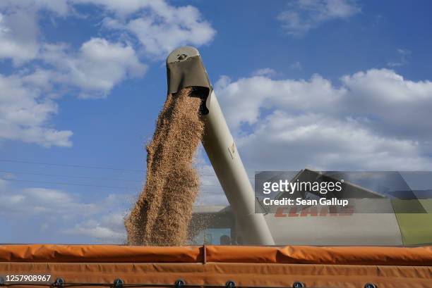 Combine harvester dumps triticale, a hybrid plant derived from wheat and rye used for animal feed, into a wagon during harvest on July 23, 2020 near...