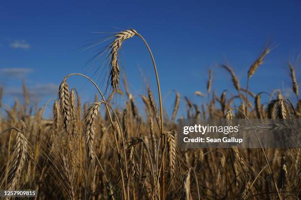 Field of triticale, a hybrid plant derived from wheat and rye used for animal feed, stands during harvest on July 23, 2020 near Haesen, Germany. The...