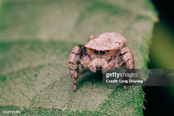closeup of jumping spider - animal limb stock-fotos und bilder