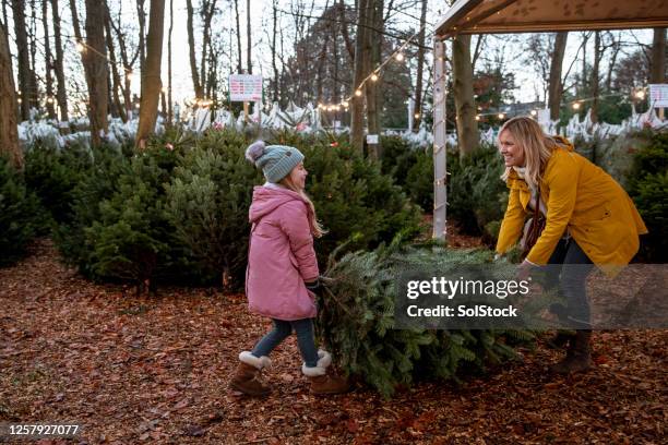 teamwork makes the dreamwork - real christmas tree stock pictures, royalty-free photos & images