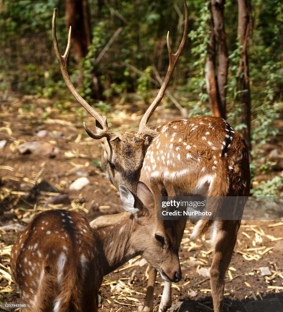 Deer Grazing Inside The Deer Park Pushkar