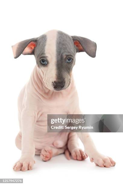 hairless terrier  puppy on white - sans poils photos et images de collection