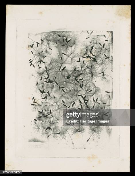 Dandelion Seeds, 1858 or later. Artist William Henry Fox Talbot.