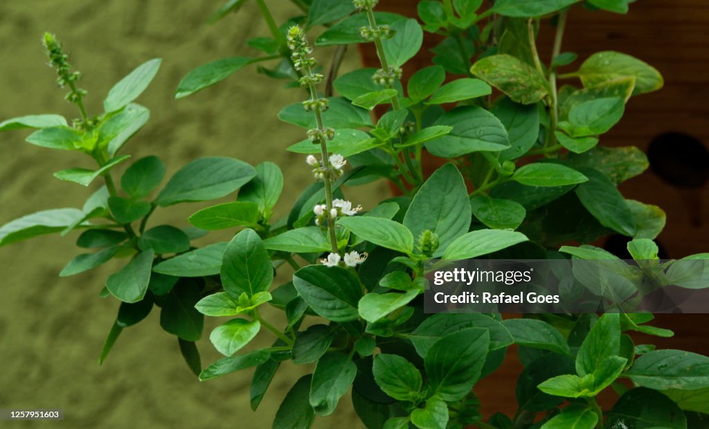 Green basil in home garden