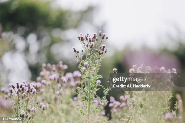creeping thistle in bloom - couvert stock pictures, royalty-free photos & images