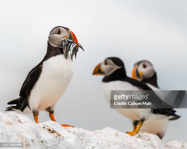 puffin with sand eels - atlantic puffin stock pictures, royalty-free photos & images