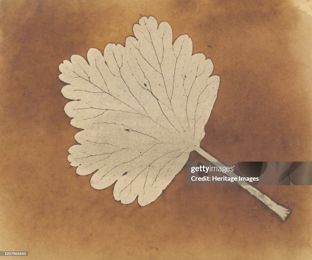 Leaf