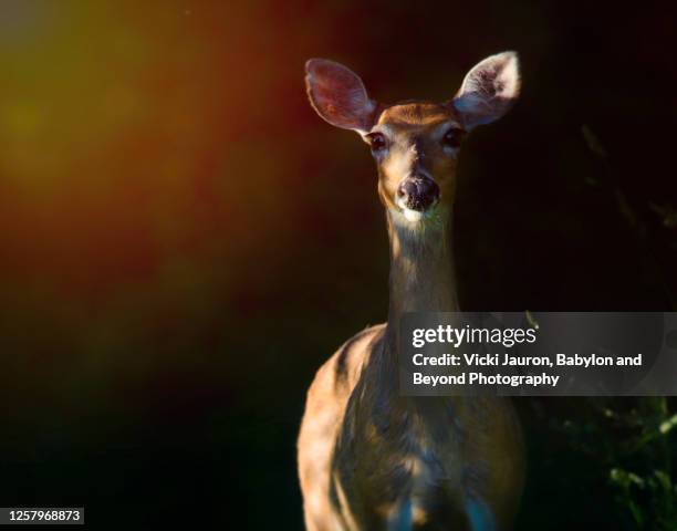 amazing light outlining a deer against dark background - concept does not exist stock-fotos und bilder