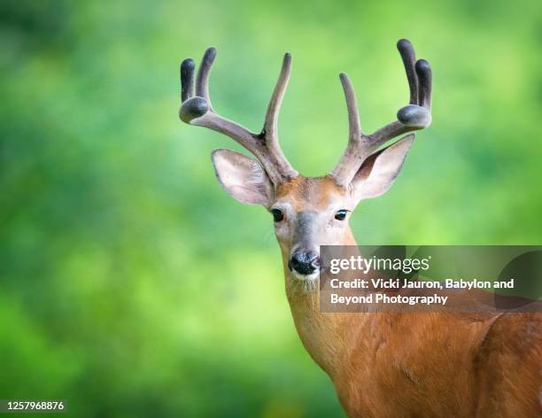 Blue Spring Buck Spring Buck Photos and Premium High Res Pictures - Getty Images