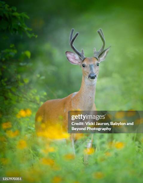 Blue Spring Buck Spring Buck Photos and Premium High Res Pictures - Getty Images