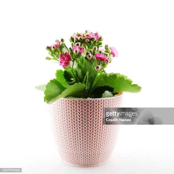 pink kalanchoe flower isolated on white background - begonia stock pictures, royalty-free photos & images