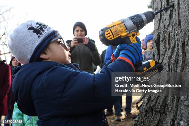 Huzaifah Haq of Medford, drills into a sugar maple during Groundwork Somerville's annual tapping of the trees at Tufts University on January 27, 2019...