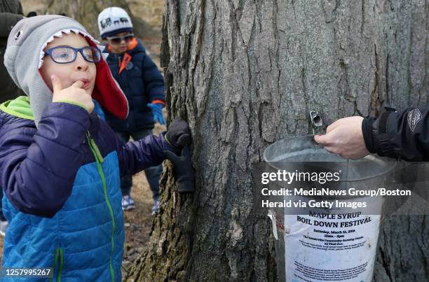 Nico Fash of Somerville, joins others in sampling the sap running from a sugar maple during Groundwork Somerville's annual tapping of the trees at...