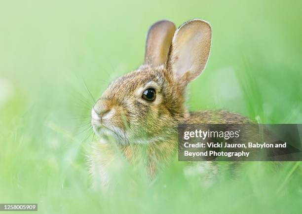 315 Sad Bunny Stock Photos, High-Res Pictures, and Images - Getty Images