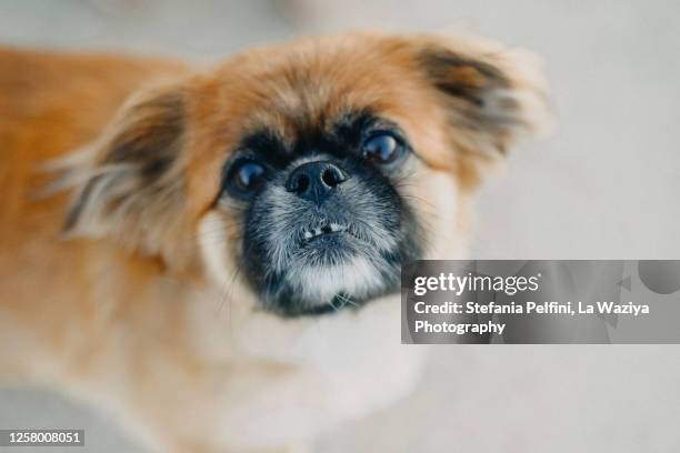 senior pekingese dog looking at the camera - pekinés fotografías e imágenes de stock