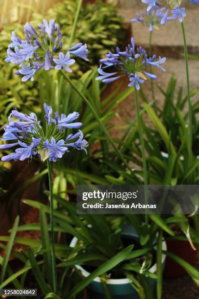 agapanthus - african lily bildbanksfoton och bilder