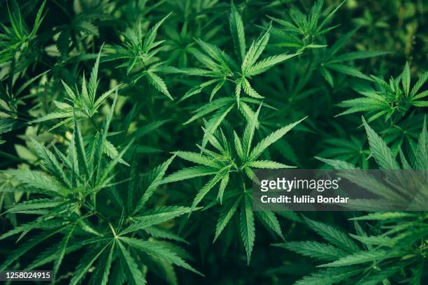 background texture of marijuana plants outdoor - cannabis leaf fotografías e imágenes de stock